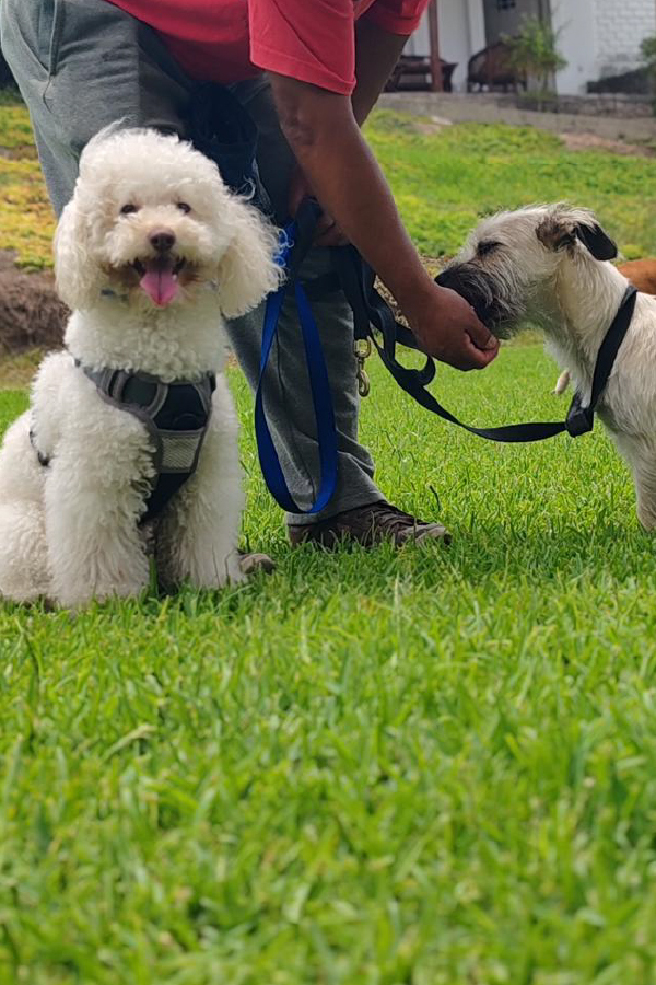 Internamiento canino